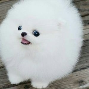 Meet your Posher, Chase